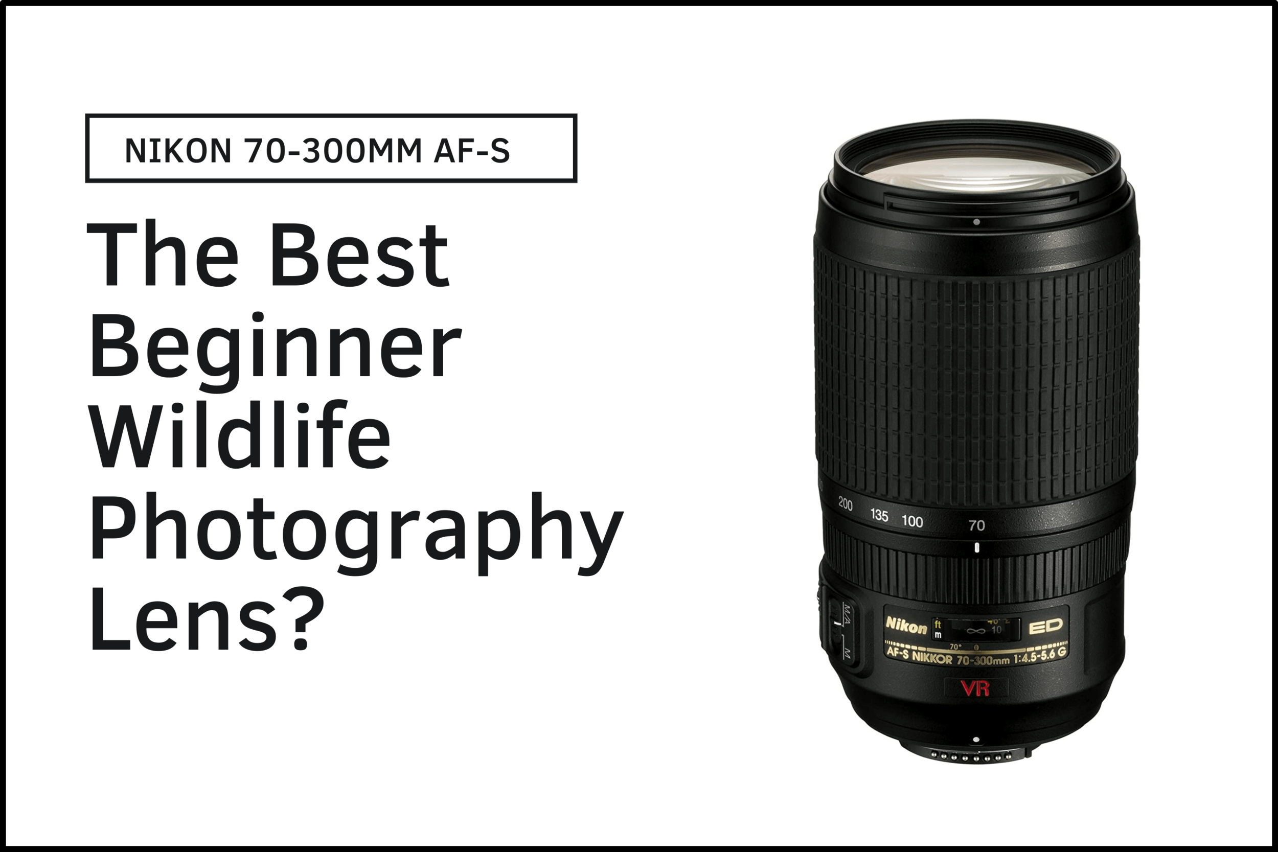 Wildlife Photography on a Budget: Why the Nikon 70-300mm is